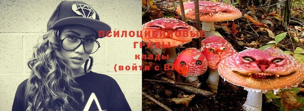 apvp Алзамай